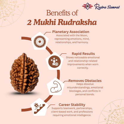 2 Mukhi Rudraksha