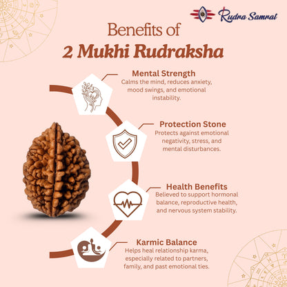 2 Mukhi Rudraksha