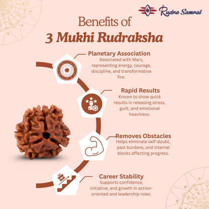 3 Mukhi Rudraksha