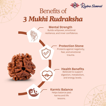 3 Mukhi Rudraksha