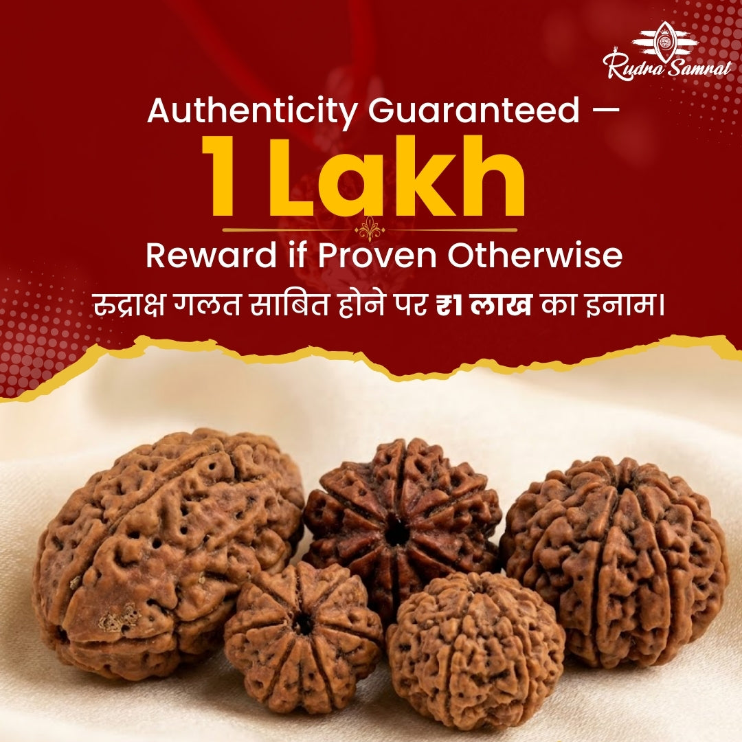 14 Mukhi Rudraksha