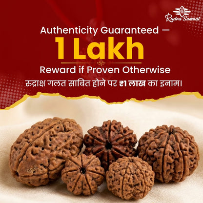 14 Mukhi Rudraksha