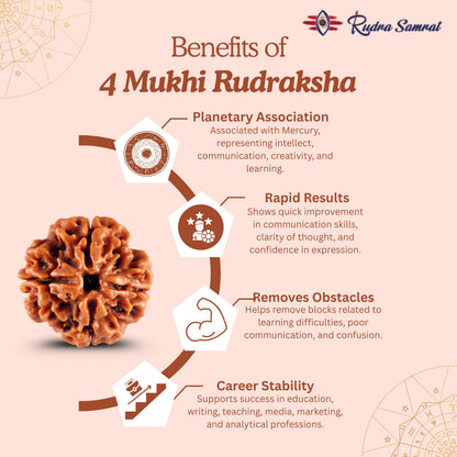 4 Mukhi Rudraksha