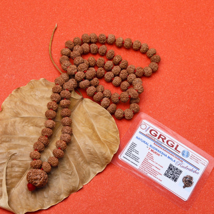 7 Mukhi Rudraksha Mala