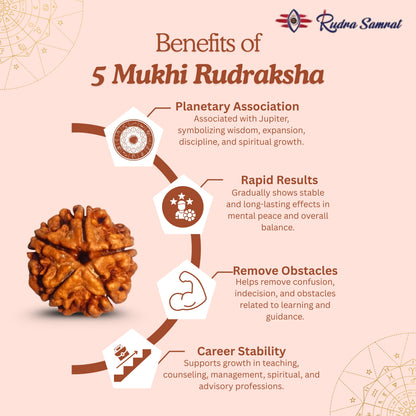 5 Mukhi Rudraksha