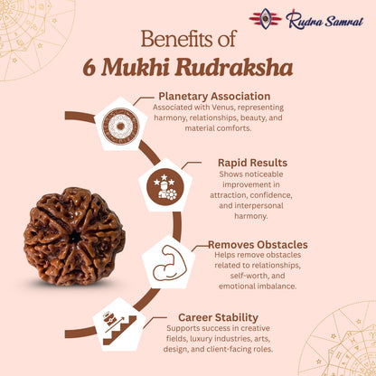 6 Mukhi Rudraksha