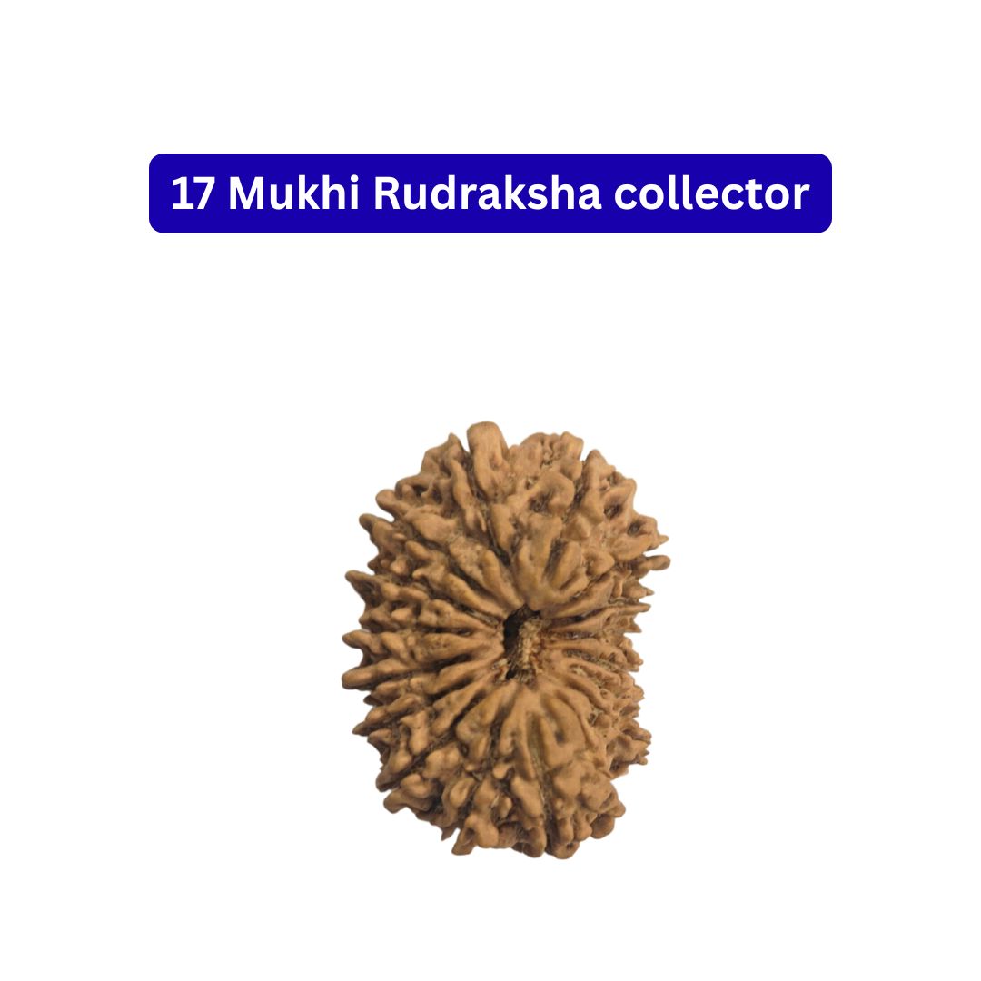 17 mukhi Rudraksha