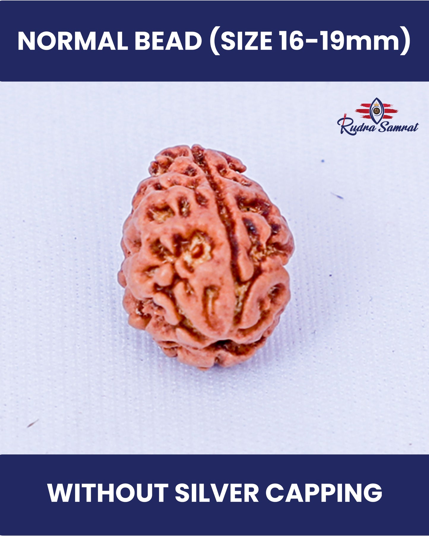 2 Mukhi Rudraksha
