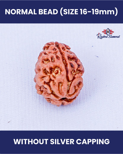 2 Mukhi Rudraksha