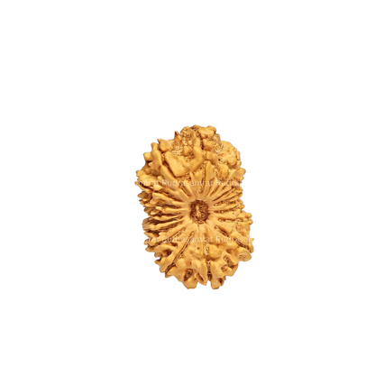 16 Mukhi Rudraksha