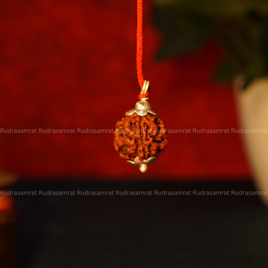 3 Mukhi Rudraksha