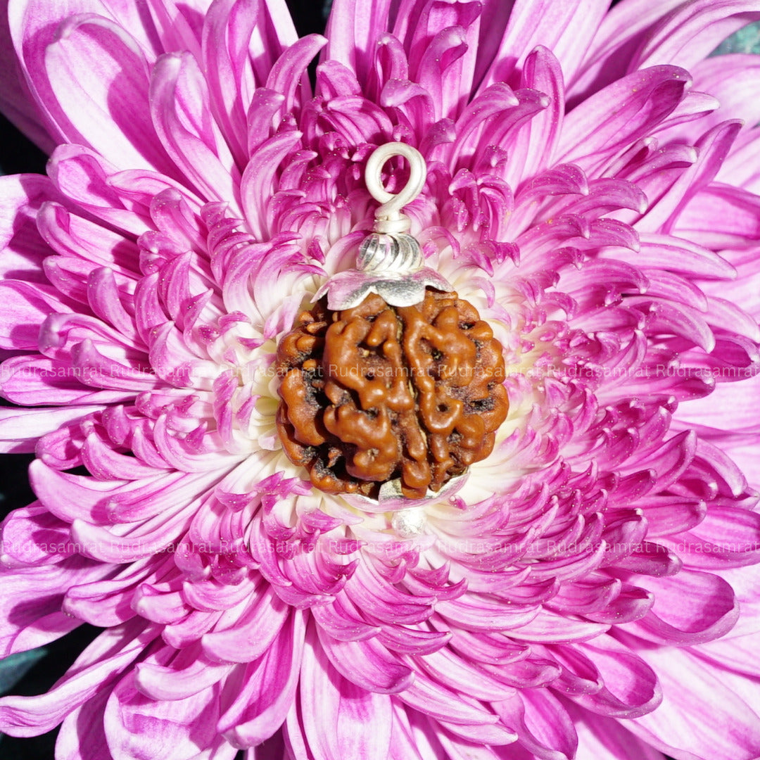 3 Mukhi Rudraksha