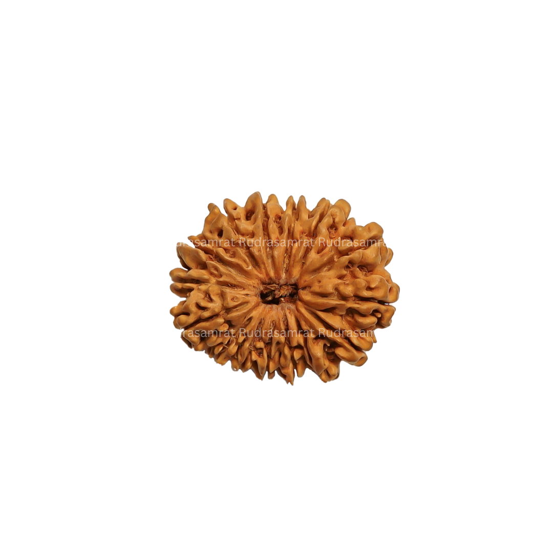 15 Mukhi Rudraksha