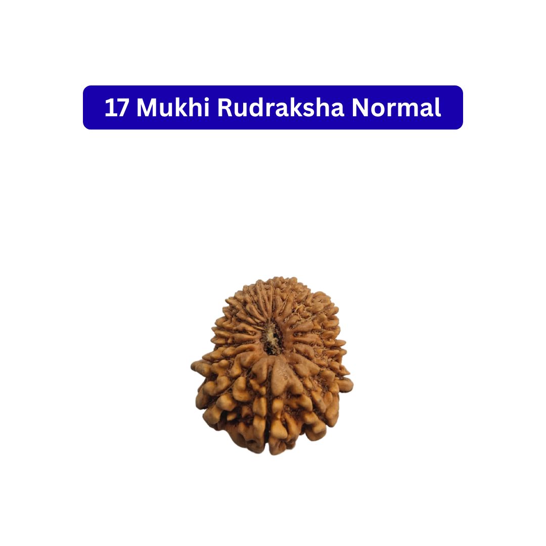 17 mukhi Rudraksha