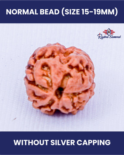 3 Mukhi Rudraksha