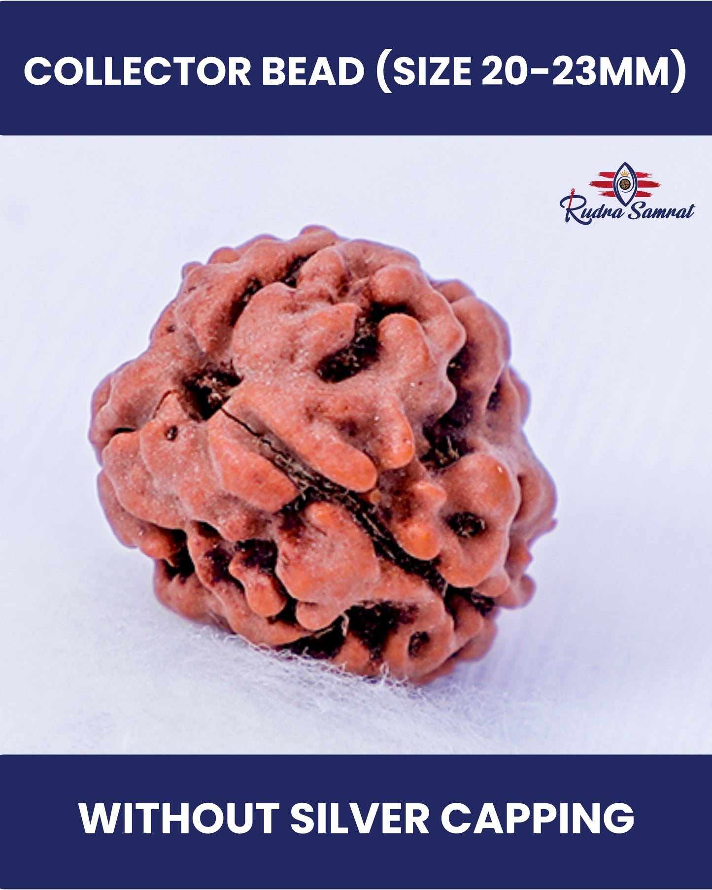 3 Mukhi Rudraksha