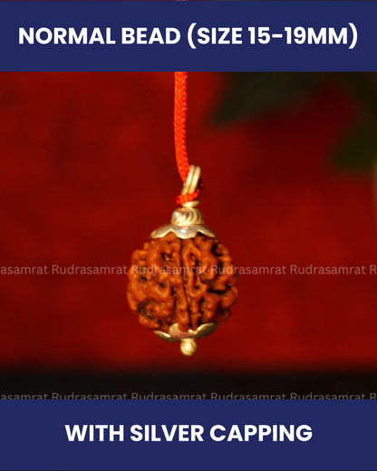 3 Mukhi Rudraksha