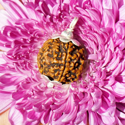 4 mukhi rudraksha original