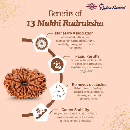13 Mukhi Rudraksha