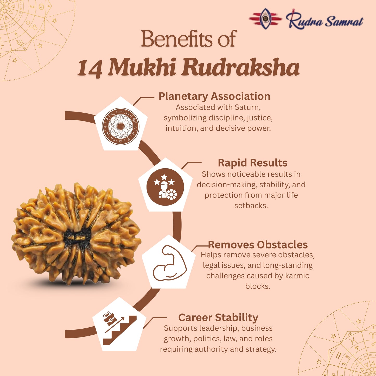 14 Mukhi Rudraksha