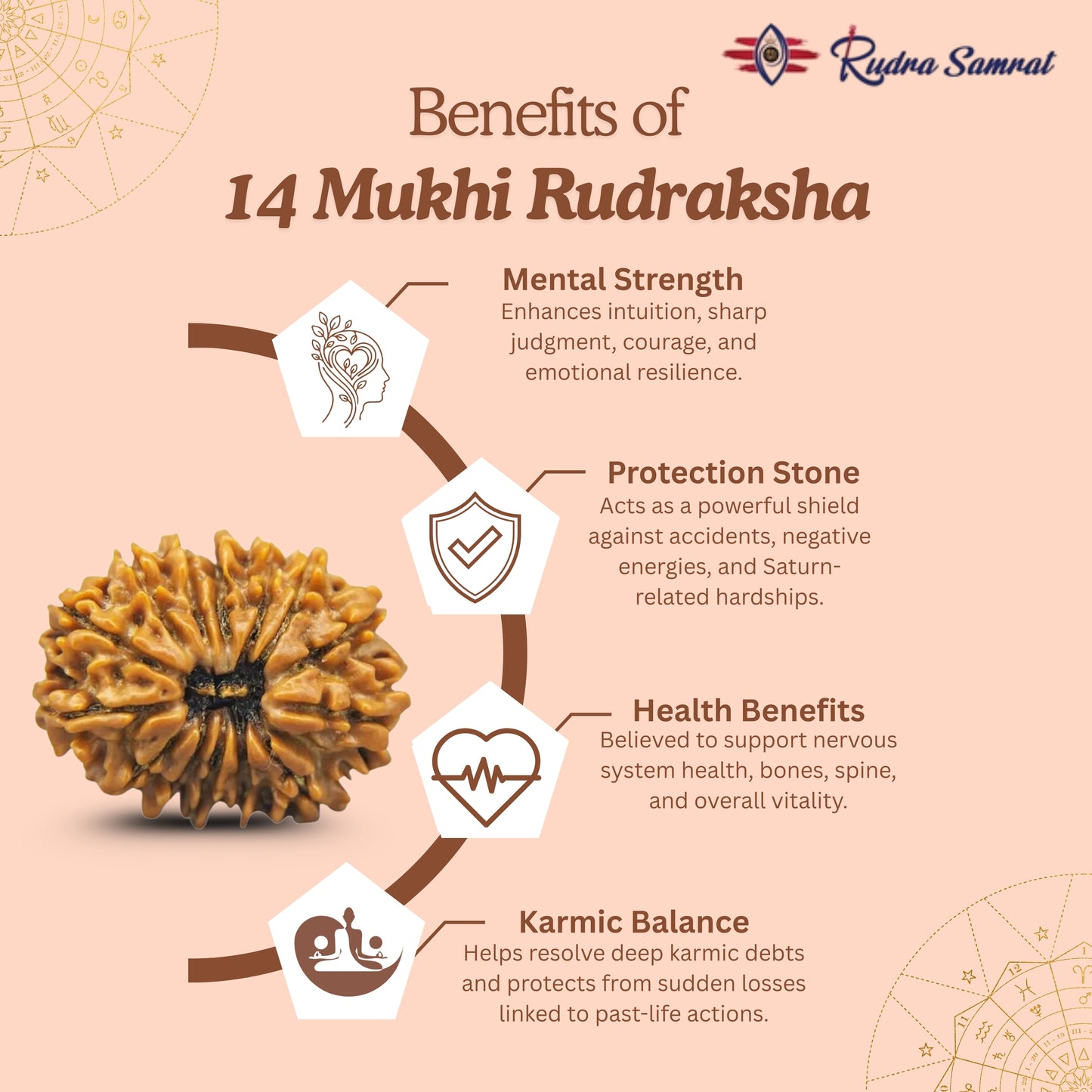 14 Mukhi Rudraksha