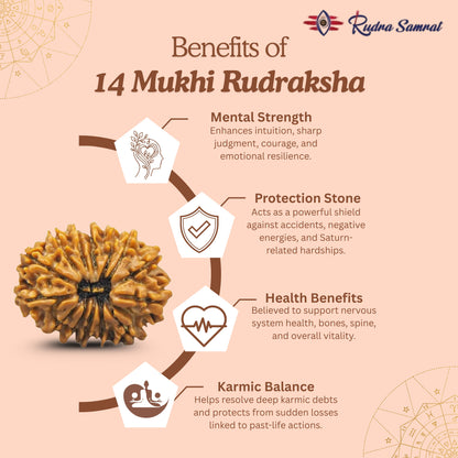 14 Mukhi Rudraksha