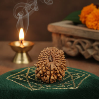 17 mukhi Rudraksha