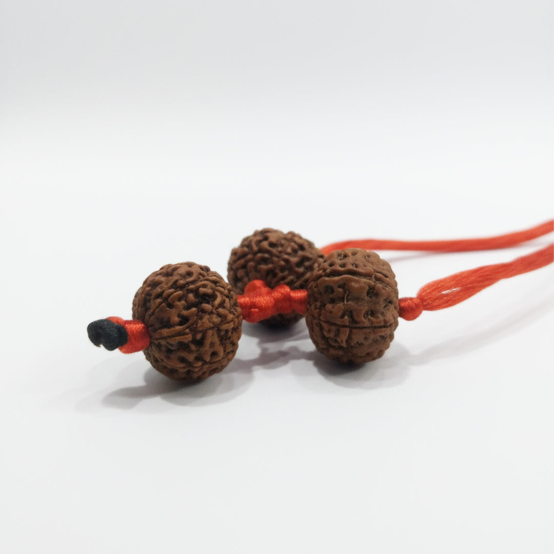 Shakti Bandh – 8, 9 & 10 Mukhi Rudraksha