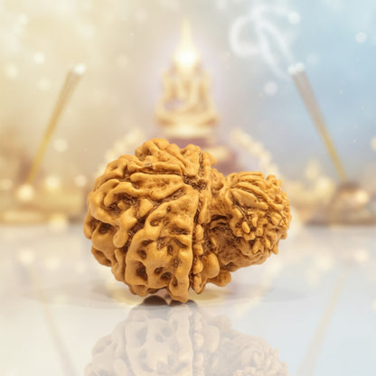Gauri Shankar Rudraksha