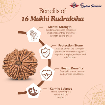 16 Mukhi Rudraksha