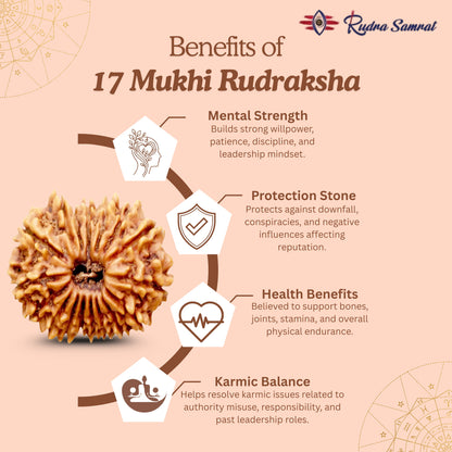 17 mukhi Rudraksha