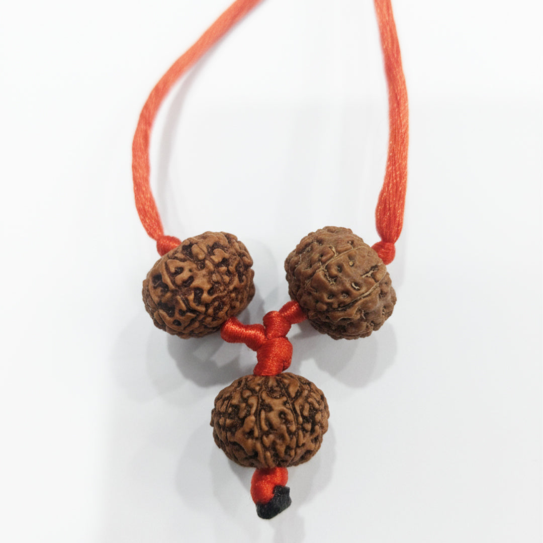 Shakti Bandh – 8, 9 & 10 Mukhi Rudraksha