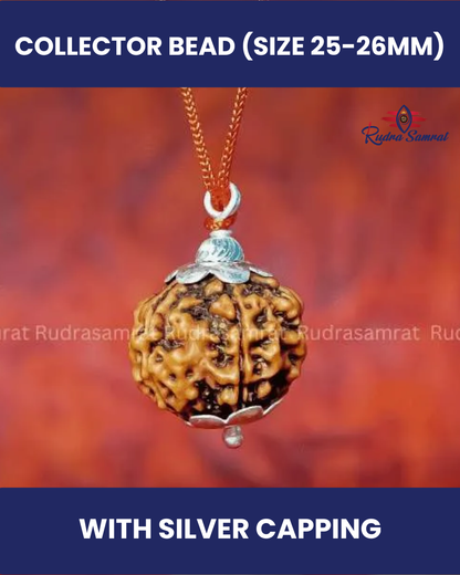 5 Mukhi Rudraksha