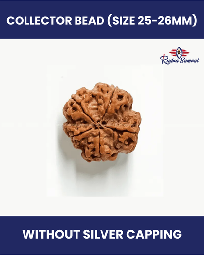 5 Mukhi Rudraksha