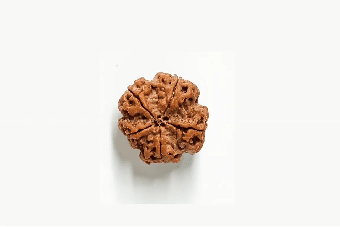 5 Mukhi Rudraksha