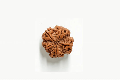 5 Mukhi Rudraksha