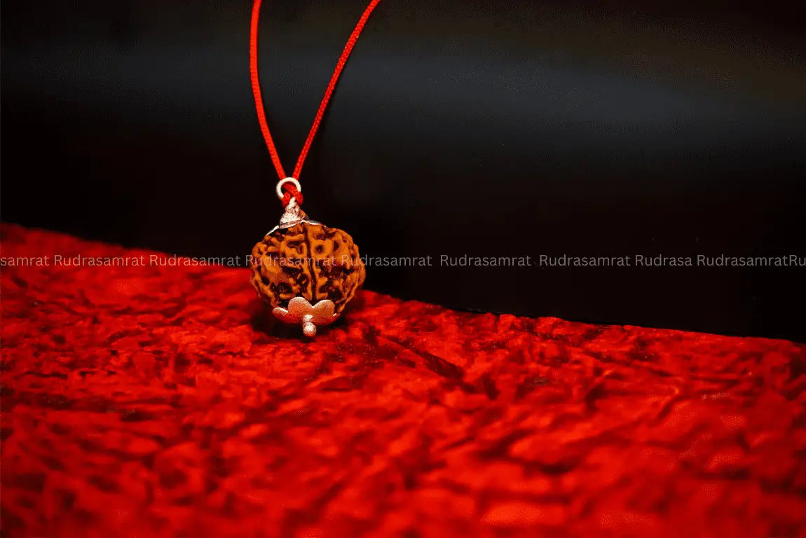5 Mukhi Rudraksha