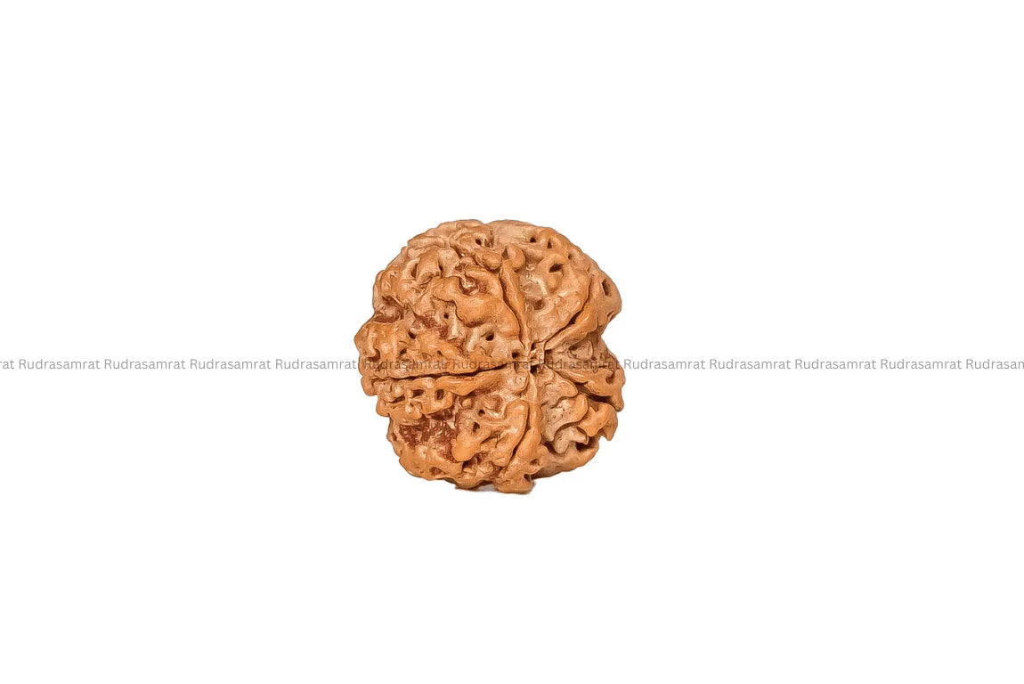 5 Mukhi Rudraksha