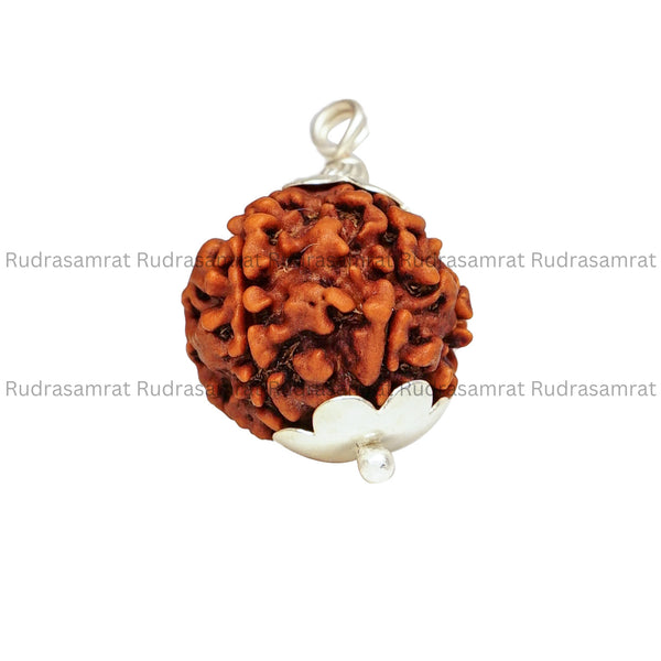 6 Mukhi Rudraksha