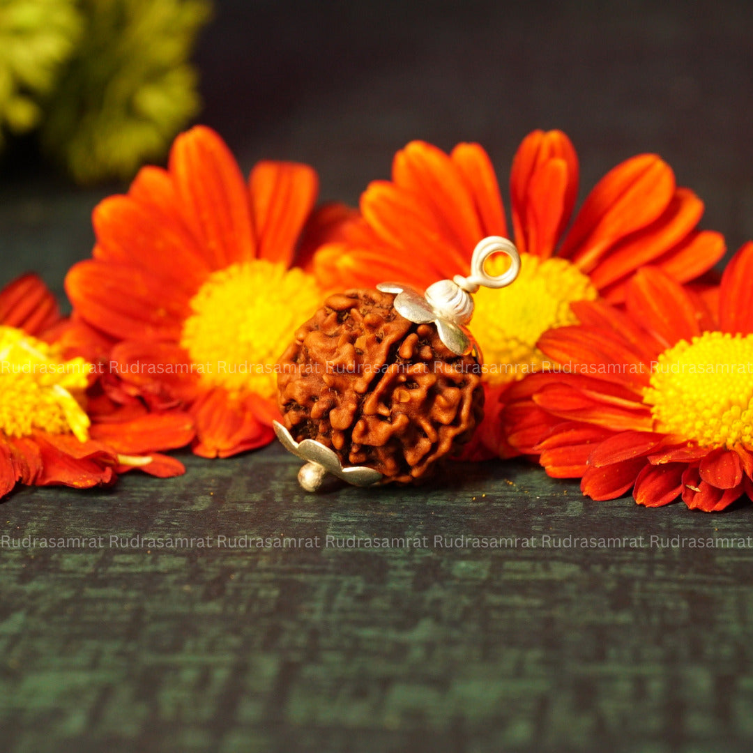 6 mukhi rudraksha original