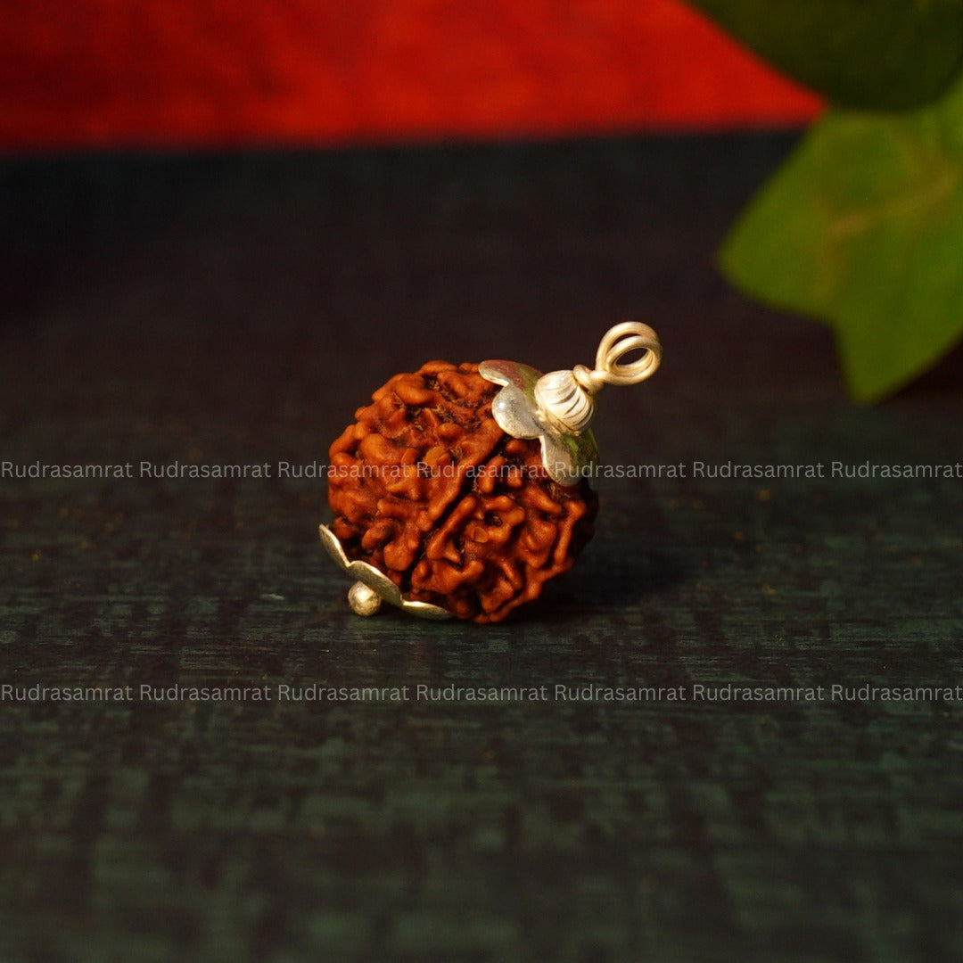 original 6 mukhi rudraksha
