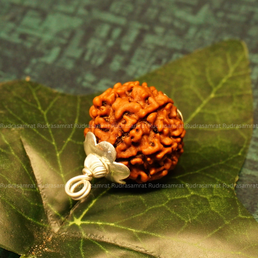 original 6 mukhi rudraksha price