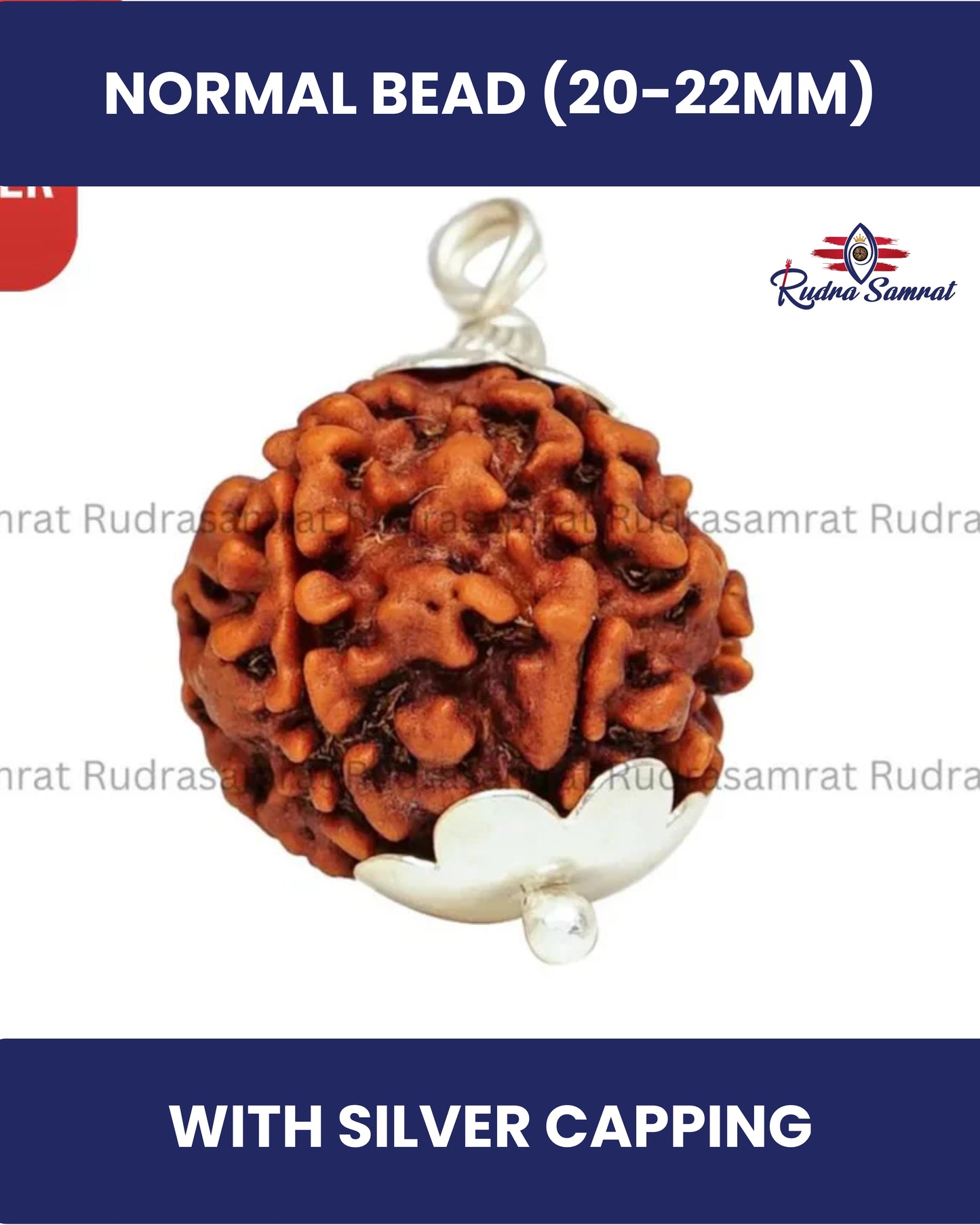 6 Mukhi Rudraksha