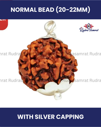 6 Mukhi Rudraksha