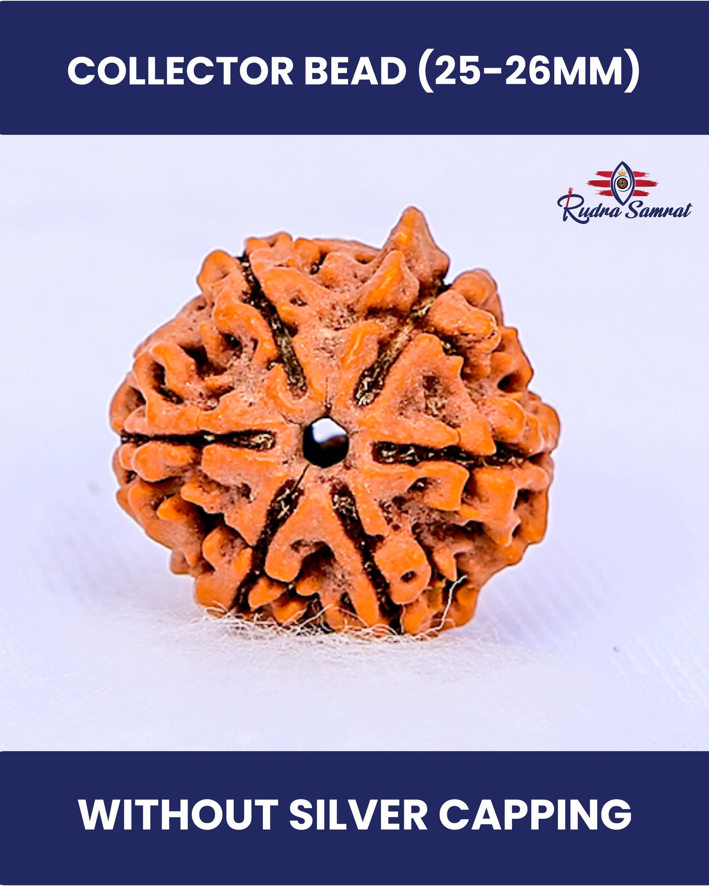 6 Mukhi Rudraksha