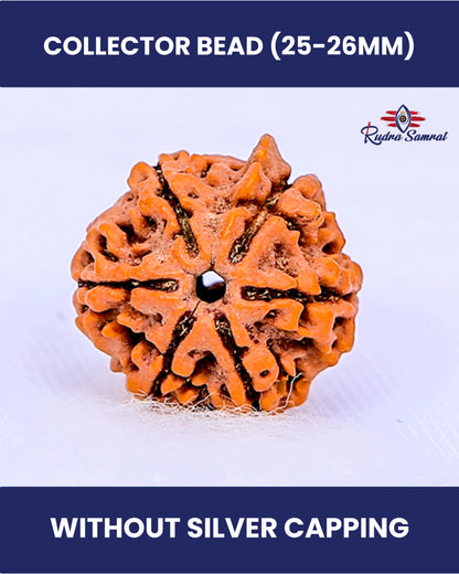 6 Mukhi Rudraksha