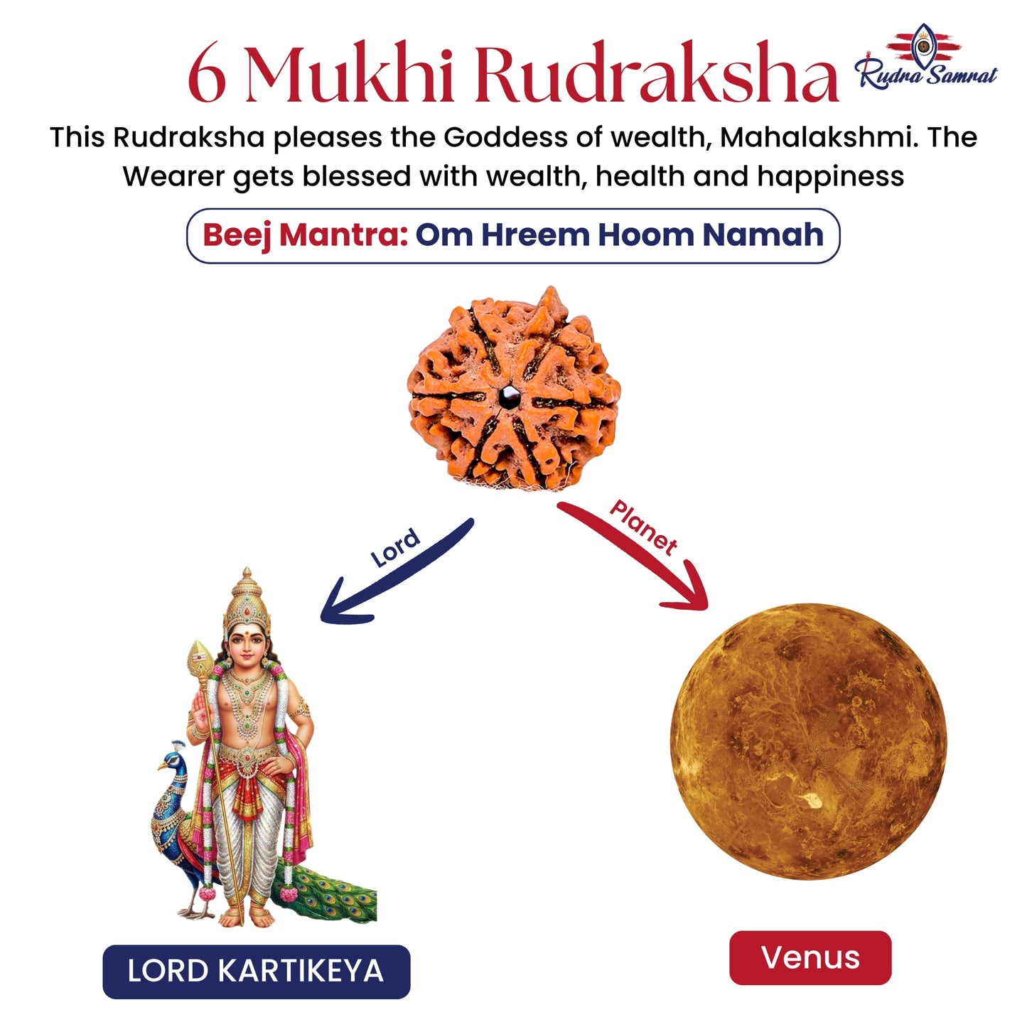 6 Mukhi Rudraksha