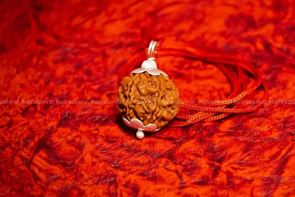 7 Mukhi Rudraksha