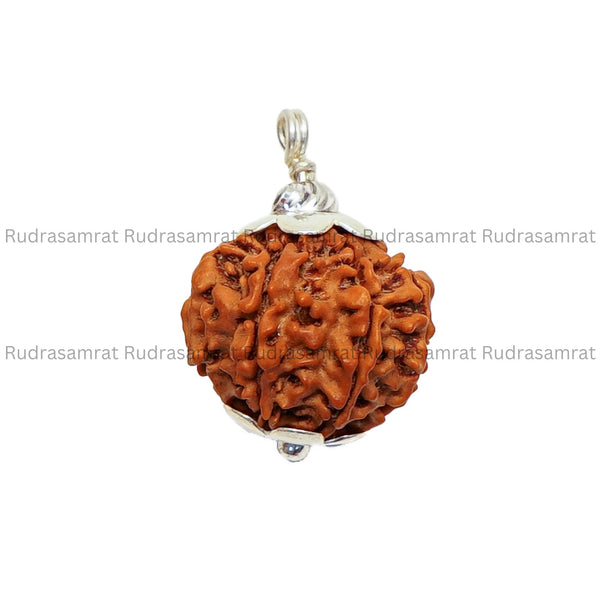 8 Mukhi Rudraksha