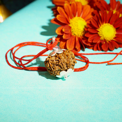 8 Mukhi Rudraksha
